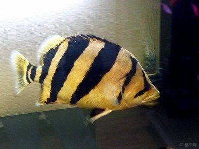 虎魚可以吃嗎？：虎魚可以食用但在食用時需要注意一些事項虎魚可以吃嗎