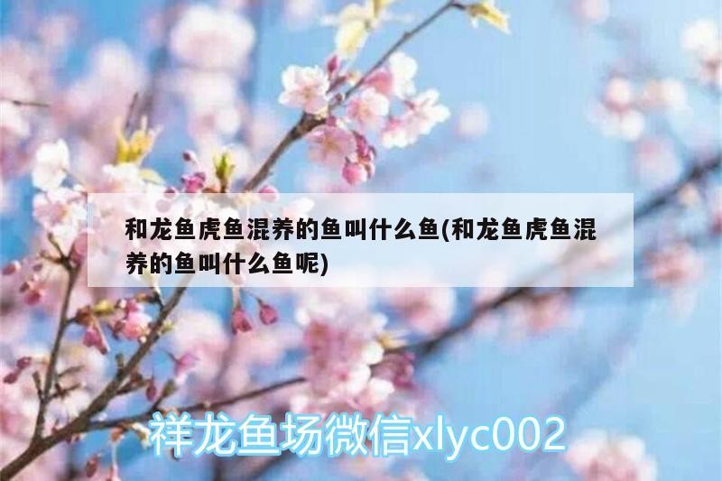 和龍魚虎魚混養的魚叫什么魚(和龍魚虎魚混養的魚叫什么魚呢)