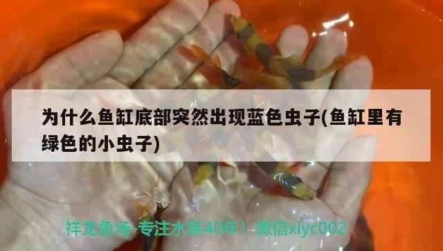 為什么魚缸底部突然出現藍色蟲子(魚缸里有綠色的小蟲子)