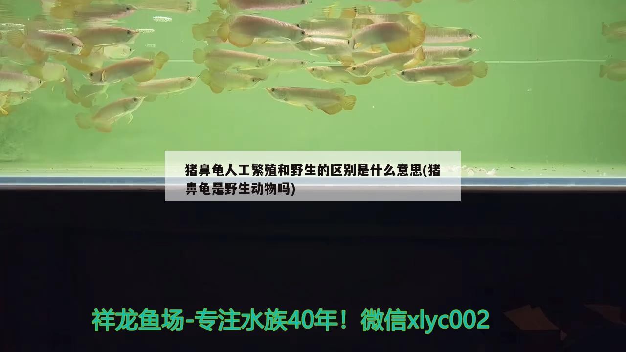 豬鼻龜人工繁殖和野生的區別是什么意思(豬鼻龜是野生動物嗎)
