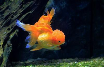 榆林市榆陽區魚貴坊水族館（榆林市榆陽區魚貴坊水族館電話）