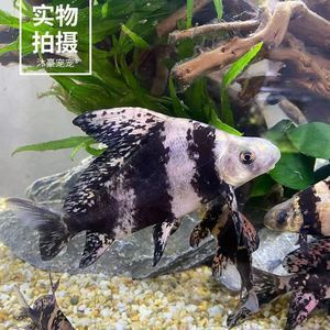 虎魚身上有白斑是什么?。夯Ⅳ~身上出現白斑可能是由于白點病是由于白點病