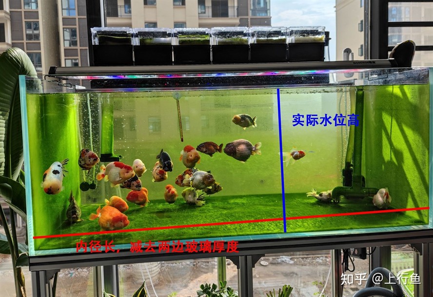 常見(jiàn)魚(yú)缸尺寸：常見(jiàn)的魚(yú)缸尺寸