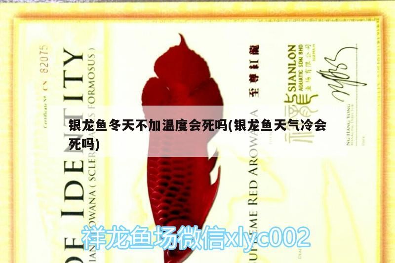 銀龍魚冬天不加溫度會死嗎(銀龍魚天氣冷會死嗎)