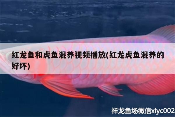 紅龍魚和虎魚混養視頻播放(紅龍虎魚混養的好壞)