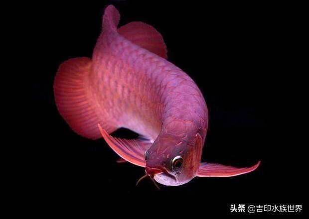 印尼辣椒紅龍魚尾鰭有黑色