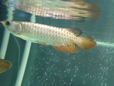 甲硝唑龍魚驅蟲經驗