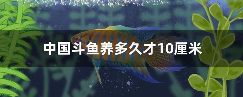 中國斗魚養多久才10厘米