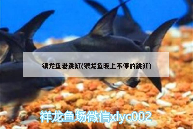 銀龍魚老跳缸(銀龍魚晚上不停的跳缸)