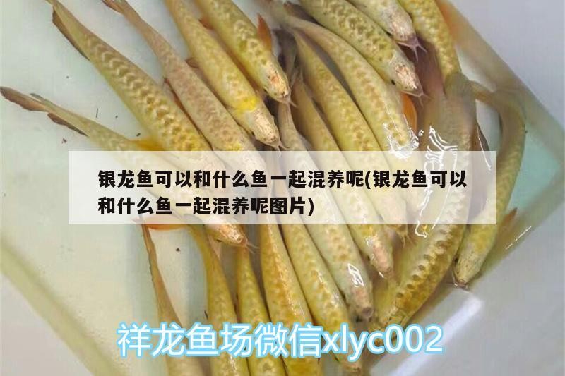 小型魚 銀龍魚可以和什么魚一起混養呢(銀龍魚可以和什么魚一起混養呢圖片) 銀龍魚百科 銀龍魚可以和什么魚一起混養呢(銀龍魚可以和什么魚一起混養呢圖片) 銀龍魚可以和什么魚一起混養呢(銀龍魚可以和什么魚一起混養呢圖片) 銀龍魚百科