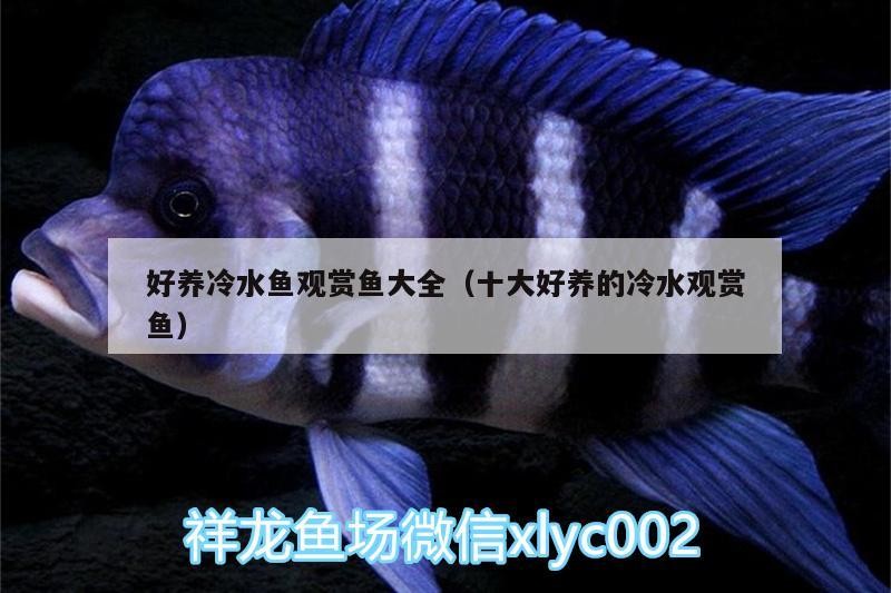 好養(yǎng)冷水魚(yú)觀(guān)賞魚(yú)大全（十大好養(yǎng)的冷水觀(guān)賞魚(yú)）