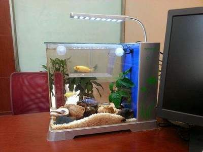 辦公桌上放魚缸好不好：辦公桌上養魚風水