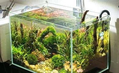 大型魚缸加熱棒怎么安裝：大型魚缸加熱棒需要考慮魚缸的實際情況和加熱棒的工作原理
