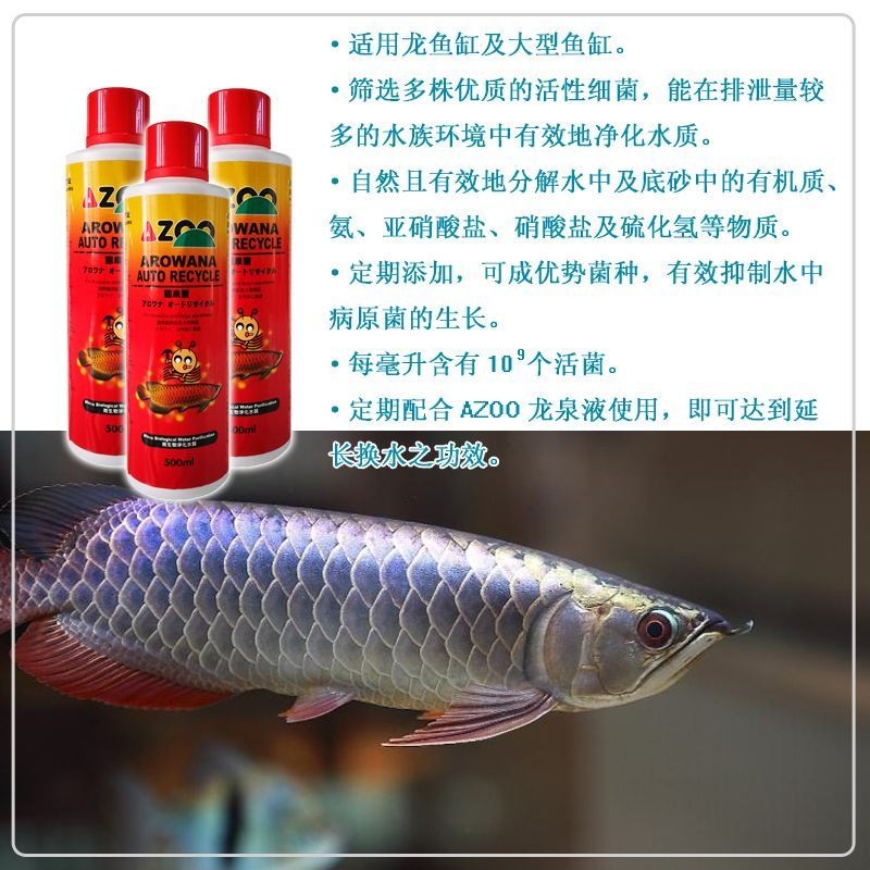 金龍魚(yú)細(xì)菌感染怎么治療