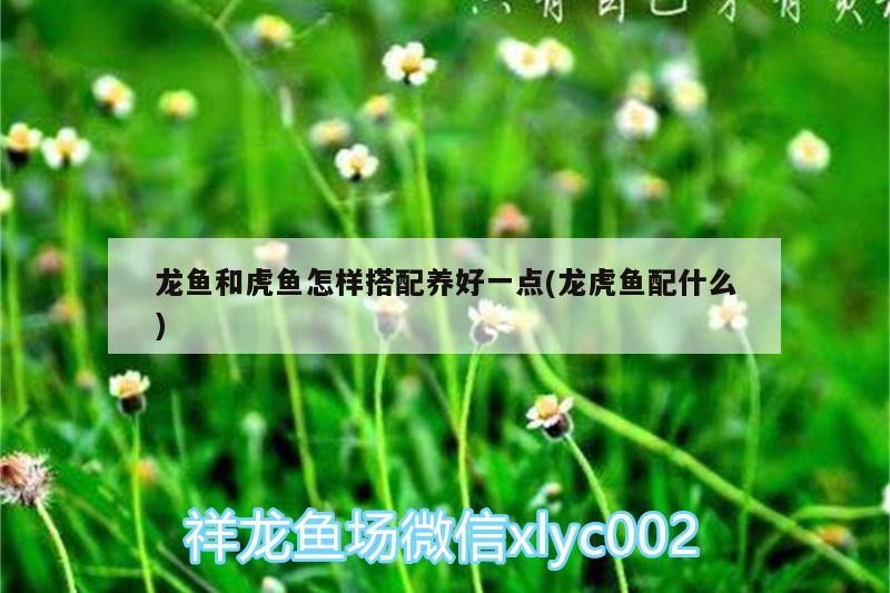 龍魚和虎魚怎樣搭配養好一點(龍虎魚配什么)