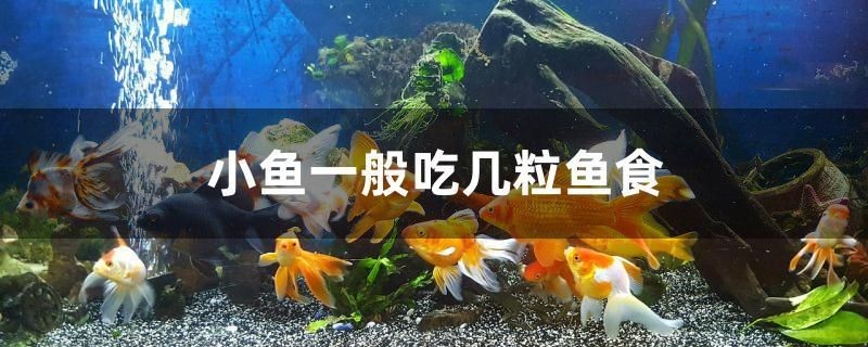 小魚一般吃幾粒魚食