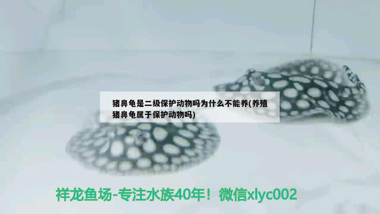 豬鼻龜是二級(jí)保護(hù)動(dòng)物嗎為什么不能養(yǎng)(養(yǎng)殖豬鼻龜屬于保護(hù)動(dòng)物嗎)