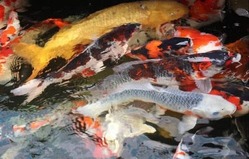 最貴紅龍魚500萬