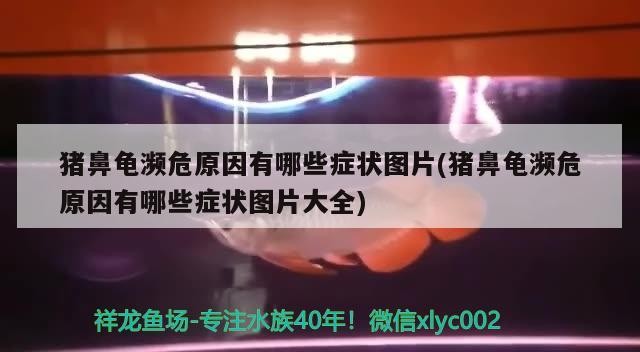豬鼻龜瀕危原因有哪些癥狀圖片(豬鼻龜瀕危原因有哪些癥狀圖片大全)