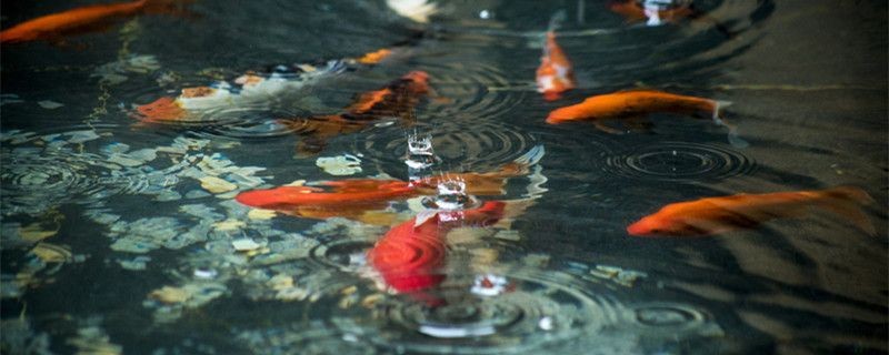 紅龍魚喂食什么最好養殖：紅龍魚養殖常見疾病預防紅龍魚健康成長的關鍵因素