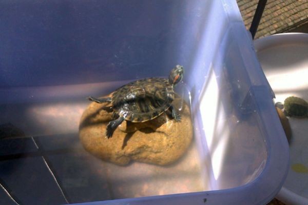 白玻璃魚缸養烏龜：養烏龜不一定非得用玻璃魚缸