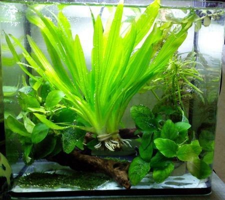 龍魚紅燈和白燈怎么擺放好看：龍魚紅燈和白燈擺放的技巧及注意事項及注意事項