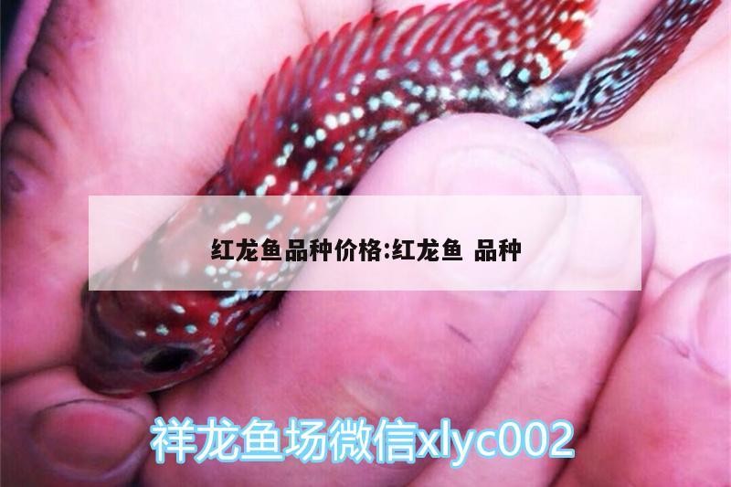 紅龍魚品種價格:紅龍魚品種