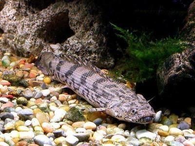 觀賞魚龍魚種類及名稱