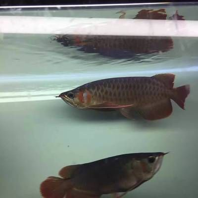 紅龍魚光照顏色對發(fā)色影響：紅龍魚使用燈光發(fā)色的策略