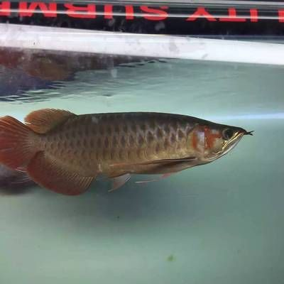 紅龍魚光照顏色對發(fā)色影響：紅龍魚使用燈光發(fā)色的策略