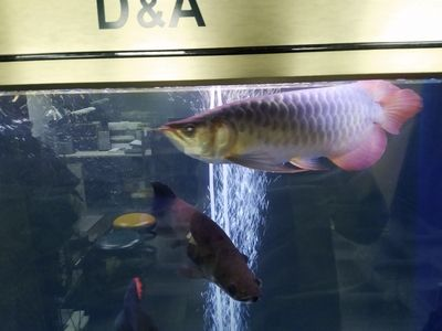 紅龍魚多少天換一次水：紅龍魚換水頻率是多少