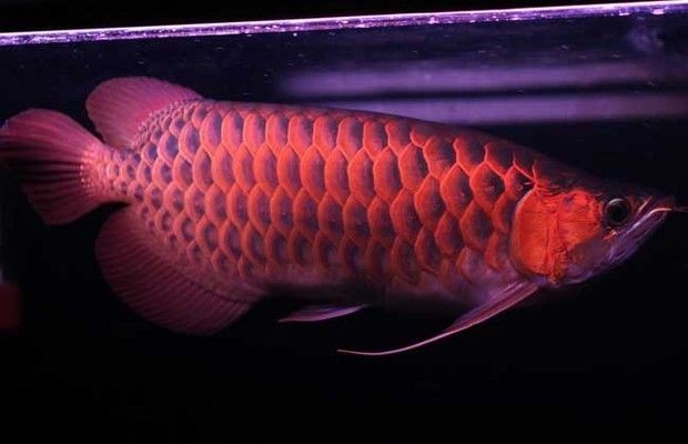 紅龍魚能活多久的壽命：如何判斷紅龍魚的年齡，紅龍魚的長壽案例的飼養秘訣
