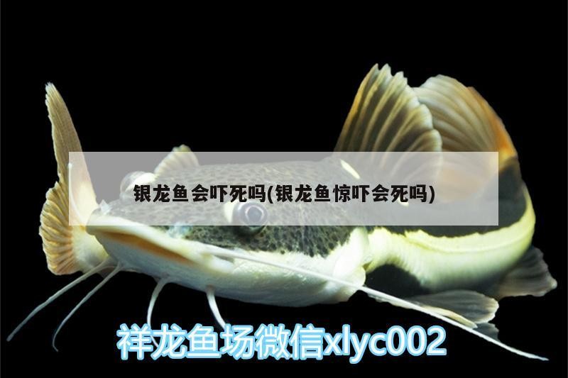 銀龍魚會嚇死嗎(銀龍魚驚嚇會死嗎)