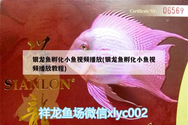 銀龍魚孵化小魚視頻播放(銀龍魚孵化小魚視頻播放教程)