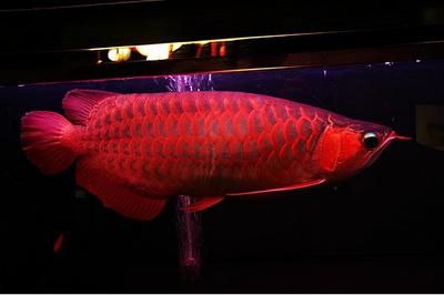 血紅龍魚(yú)多少錢(qián)一只幼崽：血紅龍魚(yú)幼崽價(jià)格趨勢(shì)分析血紅龍魚(yú)幼崽價(jià)格趨勢(shì)分析