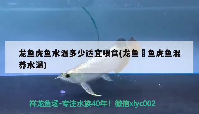 龍魚虎魚水溫多少適宜喂食(龍魚魟魚虎魚混養水溫)