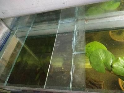 玻璃魚缸爆缸的可能信號大嗎？：如何預防魚缸爆缸