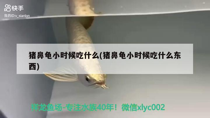 豬鼻龜小時候吃什么(豬鼻龜小時候吃什么東西)