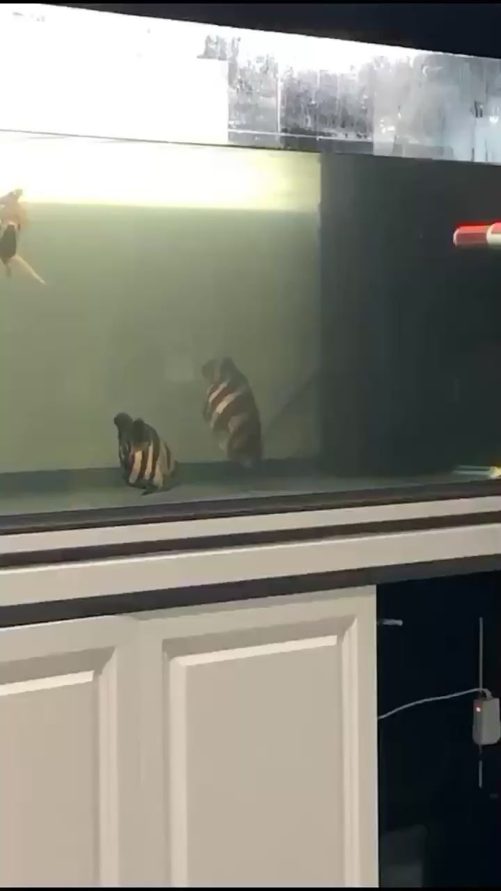虎魚今天至少120個回合