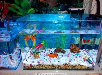 超市賣淡水魚專用魚缸怎么樣：如何評估超市賣淡水魚專用魚缸？