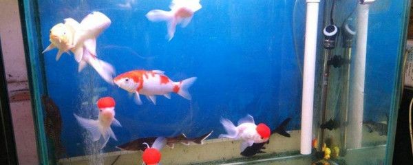 玻璃魚缸養金魚視頻：如何在玻璃魚缸中養金魚？