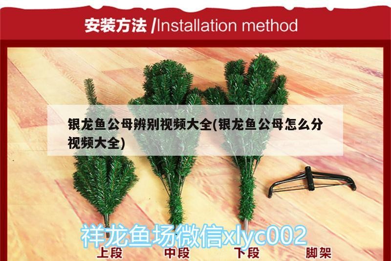 銀龍魚(yú)公母辨別視頻大全(銀龍魚(yú)公母怎么分視頻大全)