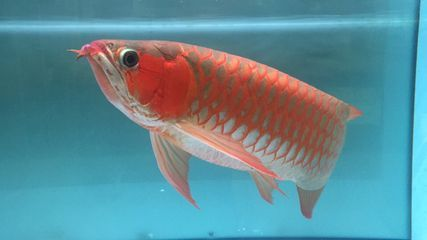 一條60公分紅龍需要多大魚缸養