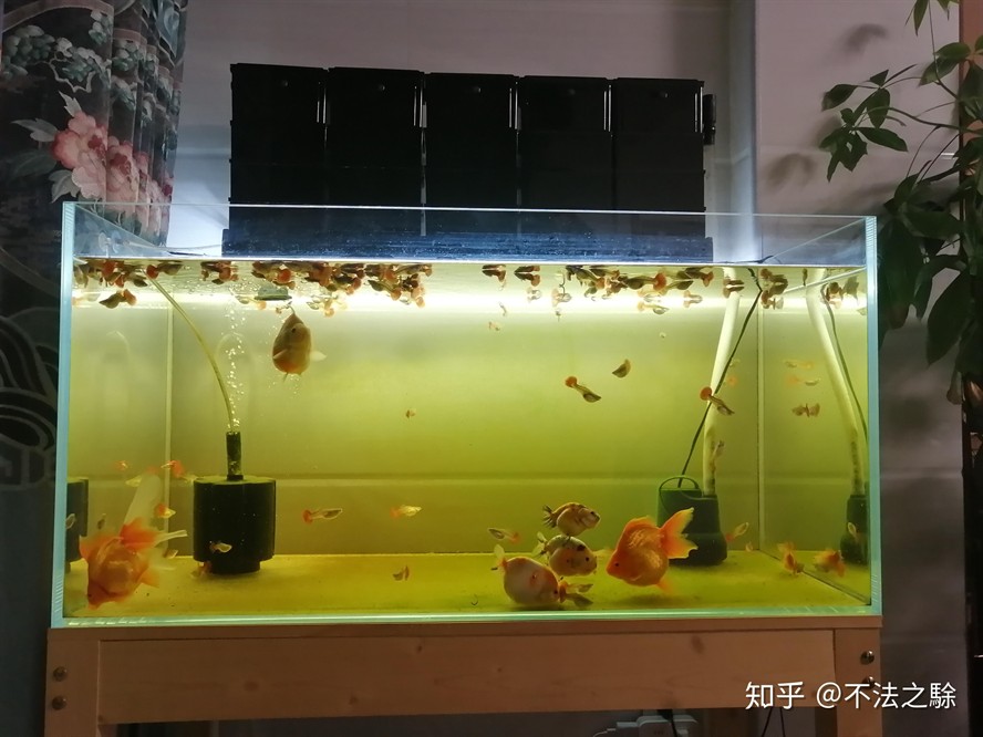 八爪魚(yú)能在魚(yú)缸里養(yǎng)嗎：八爪魚(yú)的養(yǎng)殖方法