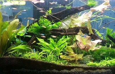 八爪魚能在魚缸里養嗎：八爪魚的養殖方法