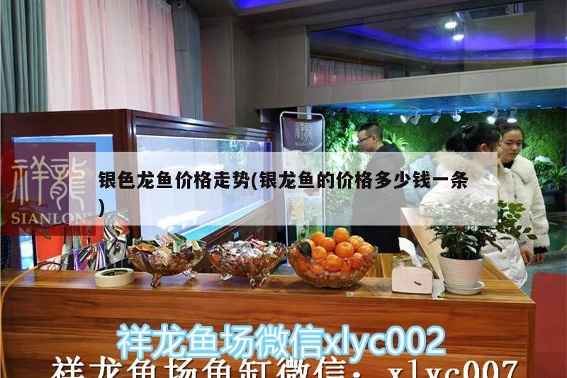 銀色龍魚價格走勢(銀龍魚的價格多少錢一條)