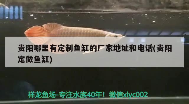 貴陽(yáng)哪里有定制魚(yú)缸的廠家地址和電話(huà)(貴陽(yáng)定做魚(yú)缸)