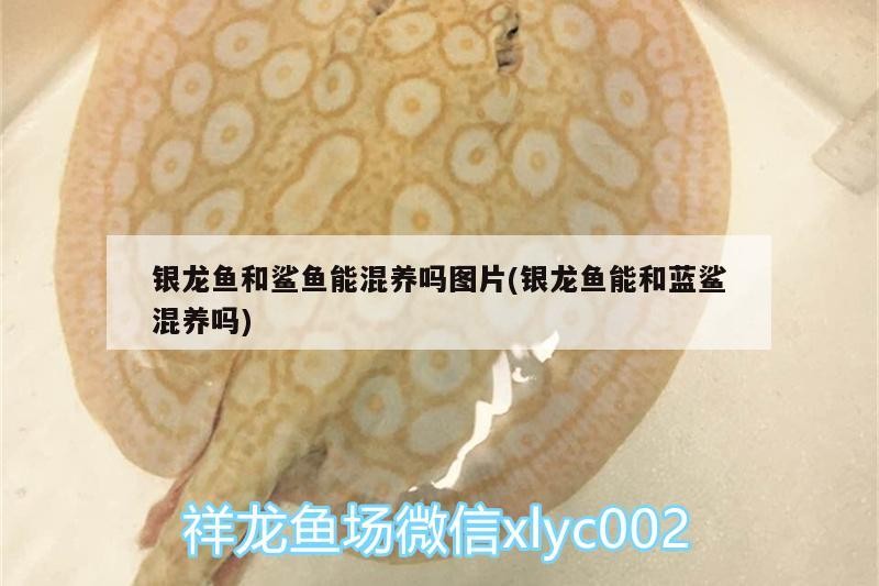 銀龍魚和鯊魚能混養(yǎng)嗎圖片(銀龍魚能和藍鯊混養(yǎng)嗎)