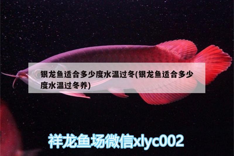 銀龍魚適合多少度水溫過冬(銀龍魚適合多少度水溫過冬養)