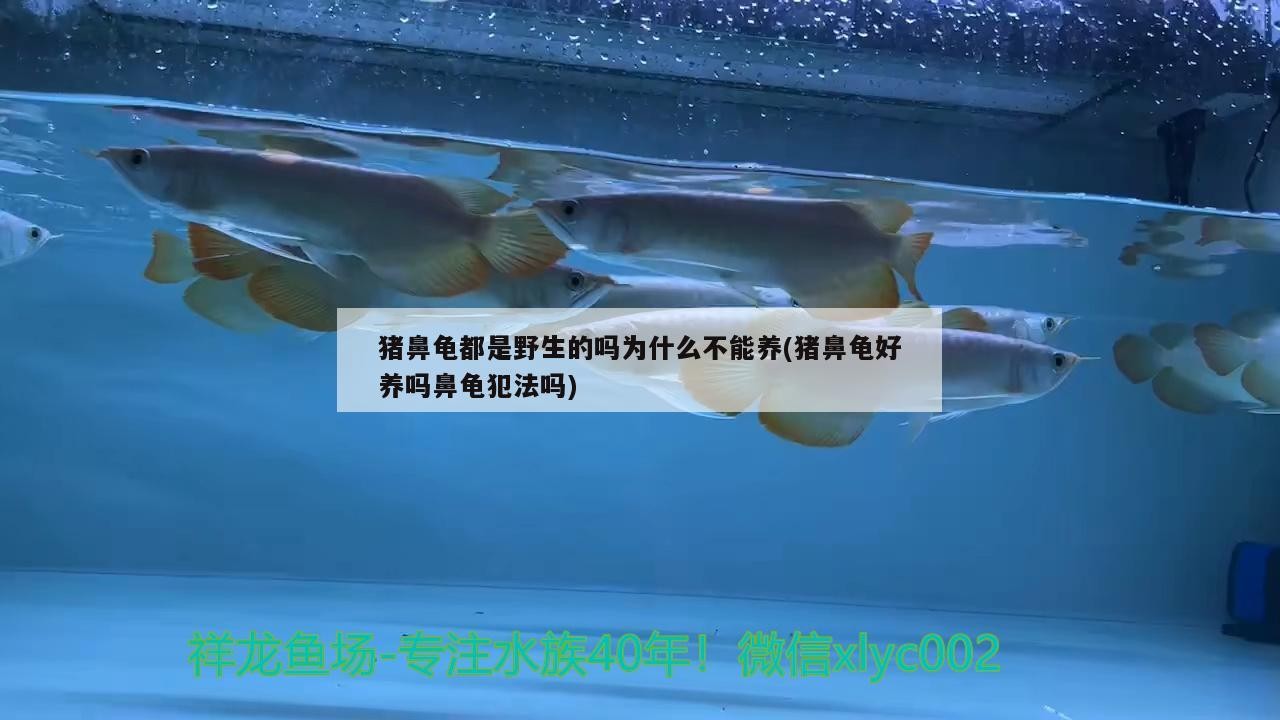 豬鼻龜都是野生的嗎為什么不能養(yǎng)(豬鼻龜好養(yǎng)嗎鼻龜犯法嗎)